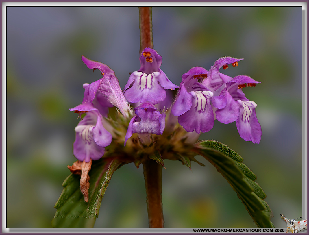 Galeopsis 